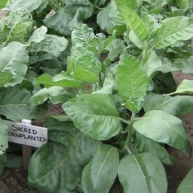 Sacred Cornplanter, Tobacco Seed